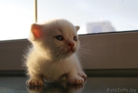 шотландские котята вислоухие и страйты - Изображение #2, Объявление #301052