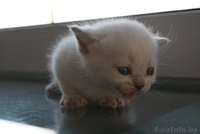 шотландские котята вислоухие и страйты - Изображение #4, Объявление #301052