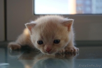 шотландские котята вислоухие и страйты - Изображение #5, Объявление #301052