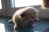 шотландские котята вислоухие и страйты - Изображение #6, Объявление #301052