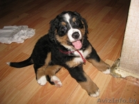 Щенки бернского зенненхунда от элитных родителей - Изображение #2, Объявление #341503