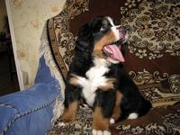 Щенки бернского зенненхунда от элитных родителей - Изображение #3, Объявление #341503