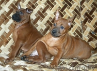 Продам Щенков Тайский Риджбек  - Изображение #2, Объявление #546089