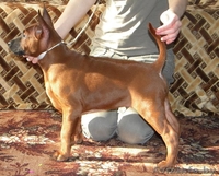 Продам Щенков Тайский Риджбек  - Изображение #3, Объявление #546089