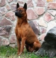 Продам Щенков Тайский Риджбек  - Изображение #1, Объявление #546089