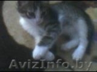 Дарю котят бесплатно - Изображение #1, Объявление #593920