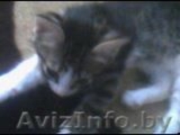 Дарю котят бесплатно - Изображение #2, Объявление #593920