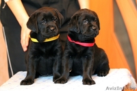 лабрадора ретривера породные щенки черного окраса - Изображение #1, Объявление #641655