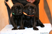 лабрадора ретривера породные щенки черного окраса - Изображение #2, Объявление #641655