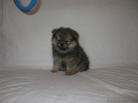 Продам щенков шпица - Изображение #3, Объявление #628059