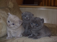 шотландские котята /скоттиш страйт и скоттиш фолд - Изображение #1, Объявление #657513