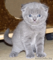 шотландские котята /скоттиш страйт и скоттиш фолд - Изображение #3, Объявление #657513