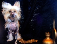 Кобель китайской хохлатой для вязки - Изображение #1, Объявление #673442