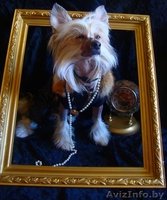 Кобель китайской хохлатой для вязки - Изображение #2, Объявление #673442