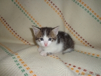 Дарю милых, Котят! - Изображение #6, Объявление #682190