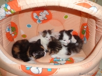 Дарю милых, Котят! - Изображение #1, Объявление #682190