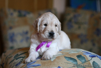 Щенки золотистого (голден) ретривера! - Изображение #1, Объявление #679993