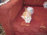 котик ждет доброго хозяина - Изображение #1, Объявление #670017