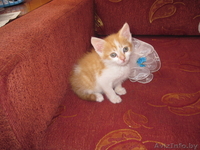 котик ждет доброго хозяина - Изображение #3, Объявление #670017