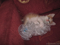 котик ждет доброго хозяина - Изображение #2, Объявление #670017