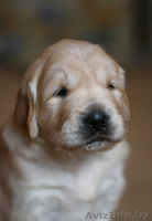 Щенки золотистого (голден) ретривера! - Изображение #2, Объявление #679993