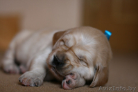 Щенки золотистого (голден) ретривера! - Изображение #3, Объявление #679993