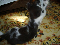 В дар кошечку-красавицу - Изображение #1, Объявление #724927