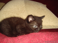 Дарю двух маленьких котят - Изображение #1, Объявление #732249