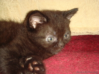 Дарю двух маленьких котят - Изображение #2, Объявление #732249