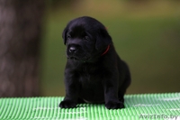 Щенки лабрадора ретривера от Чемпионов! - Изображение #3, Объявление #740510