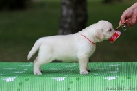 Щенки лабрадора ретривера от Чемпионов! - Изображение #1, Объявление #740510