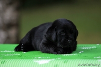 Щенки лабрадора ретривера от Чемпионов! - Изображение #4, Объявление #740510