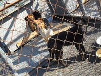 3 Собаки ищут один дом - Изображение #2, Объявление #735250