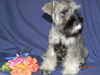 Цвергодетки перец с солью - Изображение #3, Объявление #717244