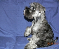 Цвергодетки перец с солью - Изображение #4, Объявление #717244