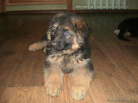 Продам щенков немецкой овчарки с родословной - Изображение #3, Объявление #778602