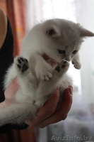 Британские  котята шиншилла-серебро от производителя из Снежного Барса - Изображение #3, Объявление #543235