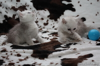 Британские  котята шиншилла-серебро от производителя из Снежного Барса - Изображение #5, Объявление #543235