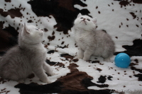 Британские  котята шиншилла-серебро от производителя из Снежного Барса - Изображение #6, Объявление #543235