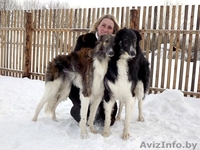 щенки русской псовой борзой - Изображение #1, Объявление #872590
