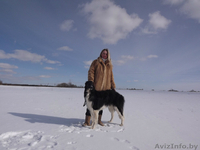 щенки русской псовой борзой - Изображение #2, Объявление #872590