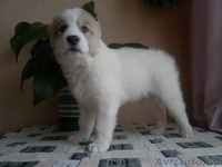 щенки среднеазиатской овчарки (алабая) - Изображение #4, Объявление #872589