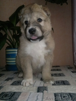 щенки среднеазиатской овчарки (алабая) - Изображение #1, Объявление #872589