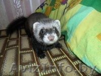 ПРОДАЕТСЯ ХАРЕК - Изображение #1, Объявление #899773