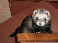 ПРОДАЕТСЯ ХАРЕК - Изображение #2, Объявление #899773