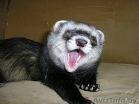 ПРОДАЕТСЯ ХАРЕК - Изображение #3, Объявление #899773