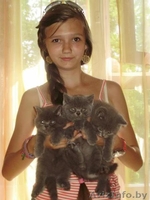 Голубые британские котята - Изображение #2, Объявление #940988