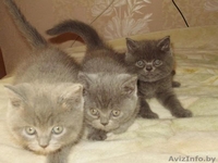 Голубые британские котята - Изображение #3, Объявление #940988
