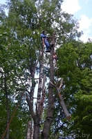 Проведение работ по обрезке веток, кронированию - Изображение #1, Объявление #845259