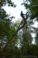 Проведение работ по обрезке веток, кронированию - Изображение #2, Объявление #845259